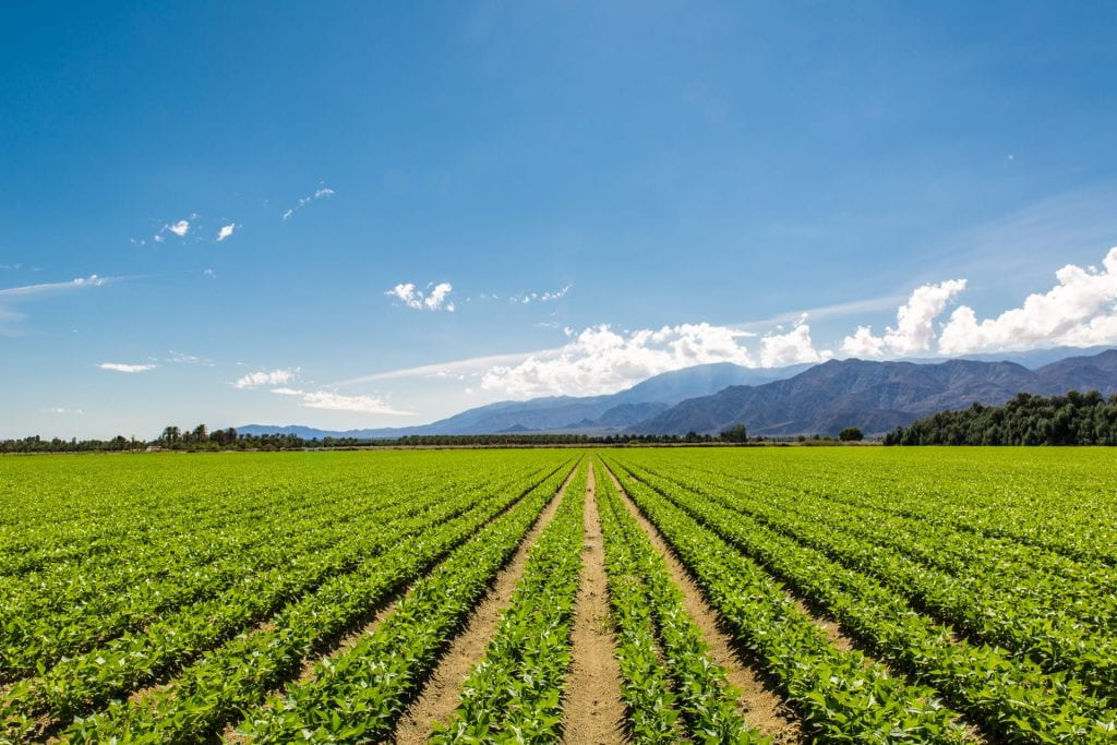 Fertile Farm Field with vegetables in a row, clear skies and mountains in the background.