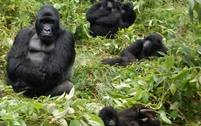 Protecting mountain gorillas by empowering people