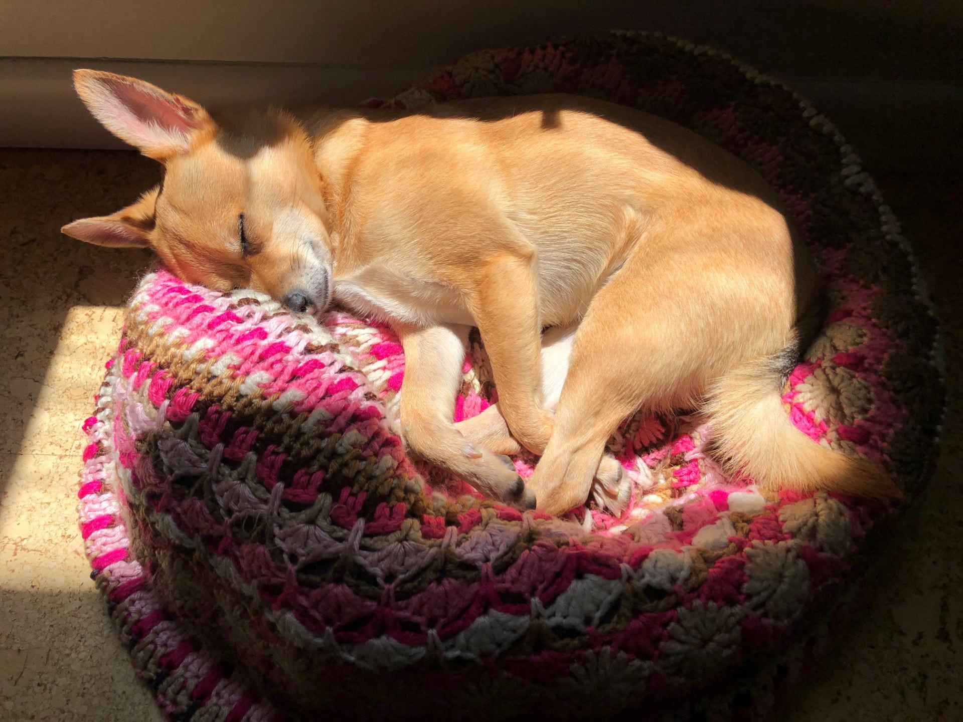 dog with large ears asleep in a basket